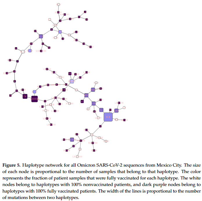 Red de haplotipo Ómicron en Ciudad de México